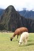 Machupicchu 