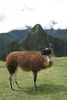 Machupicchu 